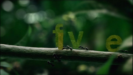 ident image 2
